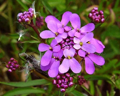 Miniatura 2 de Semillas de flores Tall Mix Candytuft, 25 unidades de la marca COOL BEANS N SPROUTS