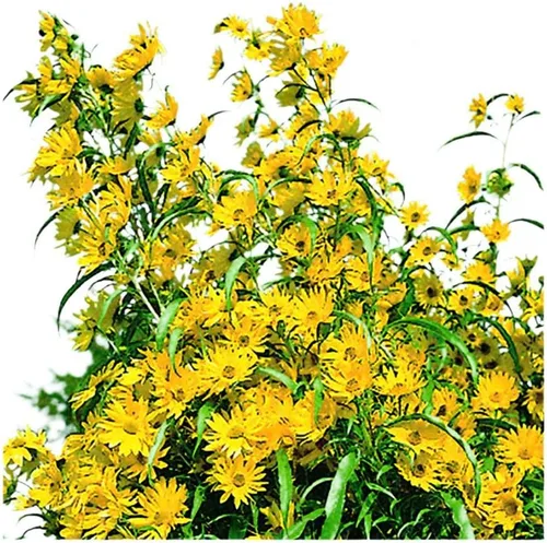 Miniatura 7 de Park Seed Semillas de girasol de oso de peluche gigante, flores dobles esponjosas de 8 pulgadas, variedad de primavera fácil de cultivar, ideal