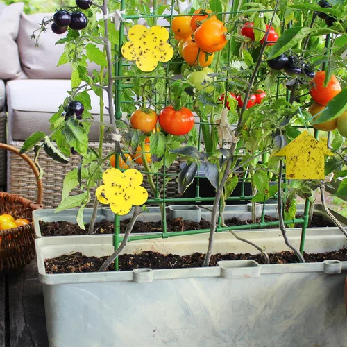 Miniatura 7 de 30 trampas amarillas para moscas de la fruta para interiores, trampas adhesivas para mosquitos de hongos para plantas, trampas de mosquitos