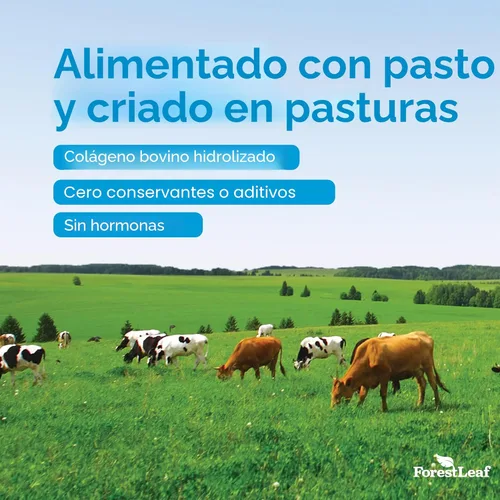 Miniatura 7 de ForestLeaf Pastillas de Multi Colágeno - Colágeno para Hombres y Mujeres - Suplementos de Colágeno Hidrolizado con Vitamina C y Ácido Hialurónico