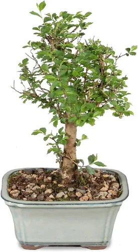 Miniatura 8 de Brussel's - Árbol bonsái de olmo chino vivo para exteriores, 5 años de edad; 10 a 14 pulgadas de alto con recipiente decorativo, bandeja de humedad