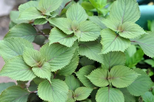 Miniatura 2 de Planta vietnamita Tia a Japonés Coreano Púrpura Shiso Perilla Plantas Hierba Asiática Heirloom No GMO (1)