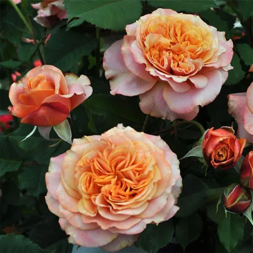 Miniatura 4 de Rosas Heirloom Grandiflora, planta de raíz propia viva para jardín al aire libre, Sunbelt® Crazy Love™, Moderadamente fragantes, Zonas