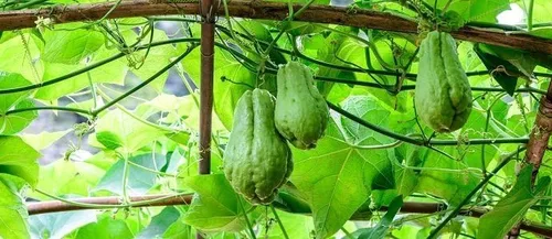 Miniatura 2 de Nuevas semillas de verduras frescas de Chayote 20pcs Generic
