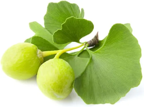 Gingko Biloba - Semillas de árbol para plantar - 6 semillas - Hojas comestibles que promueven la memoria y el vigor - Semillas de ginko