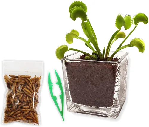 Miniatura 11 de Planta Viva Venus Atrapamoscas con Maceta de Cubo de Cristal Elegante de 2.5" - Planta Carnívora Come Insectos - Suelo para Plantas Carnívoras