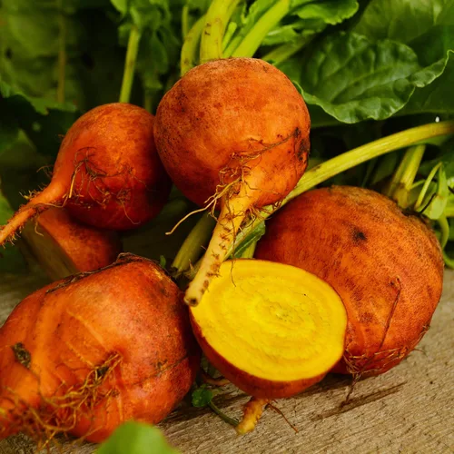 Miniatura 2 de Golden Detroit Beet - 50 semillas - Variedad de reliquia y polinizada abierta, semillas de vegetales sin OMG para plantar en interiores o exteriores