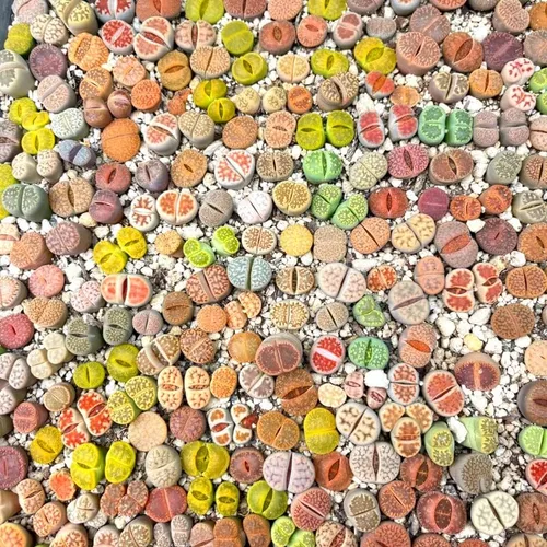 Miniatura 2 de Lithops - Mezcla de 20 plantas vivas, coloridas plantas suculentas Lithops vivas, piedras vivas para plantar en interiores y exteriores