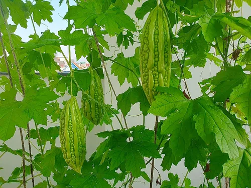 Miniatura 4 de Más de 25 semillas de melón amargo prémium para plantar, reliquia, sin OMG, calabaza amarga de alto rendimiento - Kh Qua M Trái Dài - Semillas