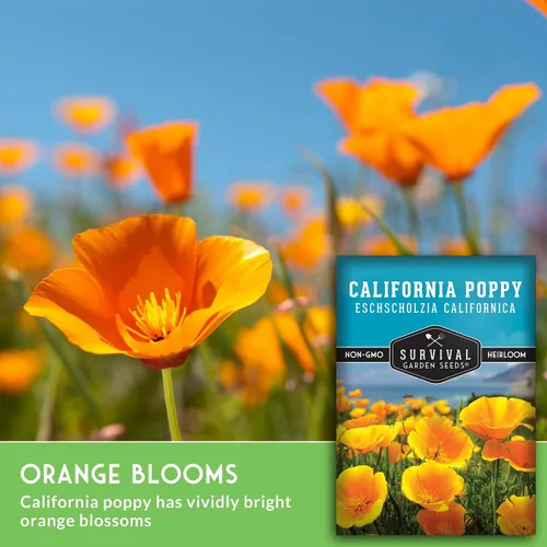 Miniatura 5 de Survival Garden Seeds - Semillas de amapola de California para plantar - 5 paquetes con instrucciones para cultivar plantas Eschscholzia Californica