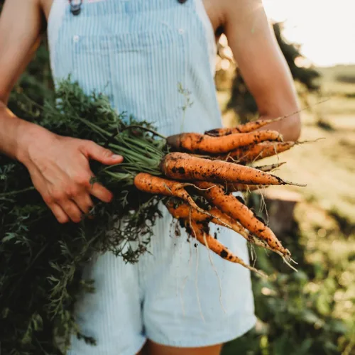 Miniatura 3 de Nantes Zanahoria - 150 semillas - Variedad de reliquia y polinizada abierta, semillas de vegetales sin OMG para plantar en interiores o exteriores