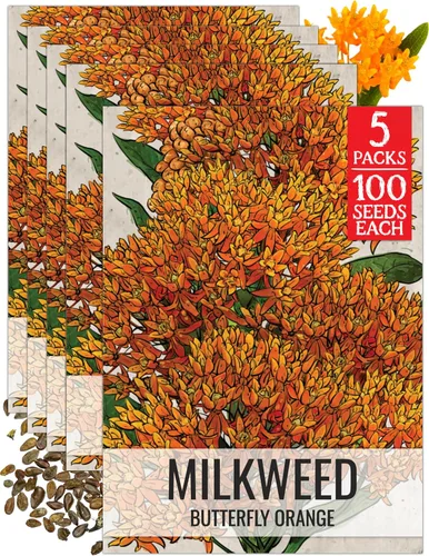 Miniatura 30 de Seed Needs Semillas de algodoncillo naranja para plantar malezas de mariposa, semillas de flores perennes sin tratar para cultivar un jardín