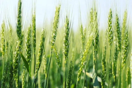Miniatura 12 de CZ Grain Semillas de parcela de alimentos para plantar: cultiva alimentos para ciervos, pavos, alces, fesantes, codornices y otros animales Cebada