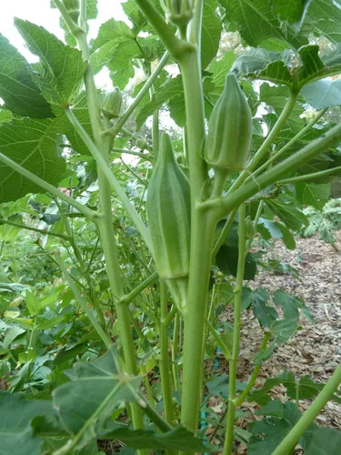 Miniatura 2 de Estrella de David Okra Seeds, Abelmoschus Esculentus, Lady's, Gumbo, dedo de señora -reliquia (100 semillas)