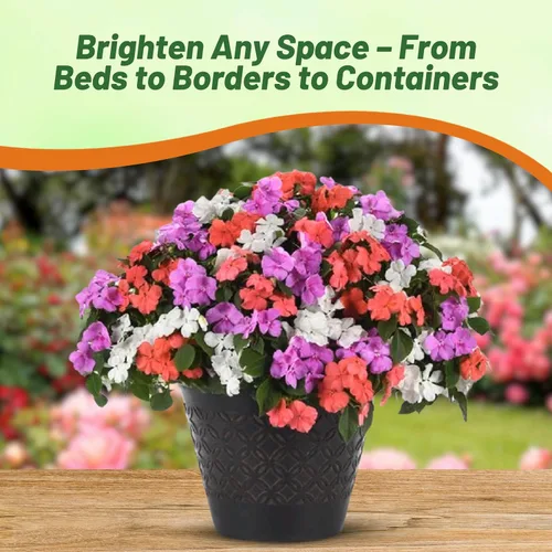 Miniatura 5 de Outsidepride 150 semillas Impatiens Xtreme Pastel Shade Garden Flower Seed Mix para plantar