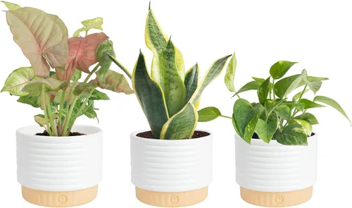 Miniatura 11 de Costa Farms Plantas vivas de interior (paquete de 2), seleccionadas a mano, fáciles de mantener, plantas de interior surtidas en macetas, mezcla