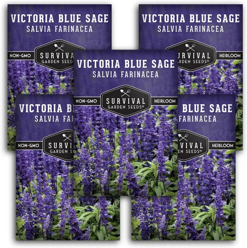 Victoria - Semillas de salvia azul para plantar, semillas de harina de reliquia Salvia Farinacea, flores polinizadoras para bordes y jardines de