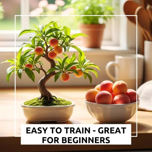 Miniatura 6 de Semillas de melocotonero bonsái – 4 semillas grandes para árboles frutales en miniatura – Fácil de cultivar, resistente, produce melocotones dulces