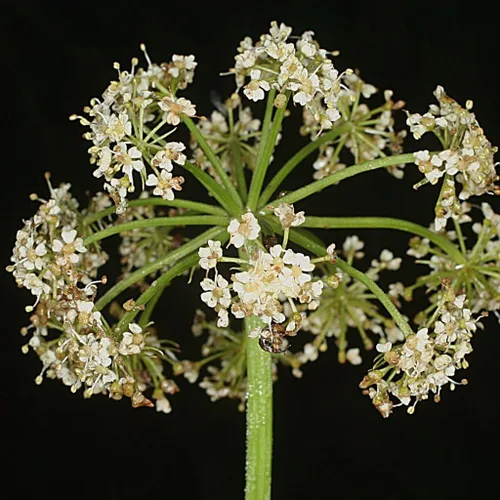 Miniatura 7 de OSHA (Ligusticum porteri) - Cultiva ahora o almacena para futuras plantaciones - Cápsula de 10 semillas