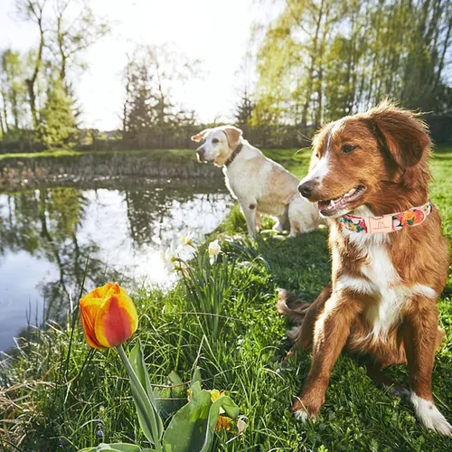 Miniatura 4 de Lionheart glory Collar de perro floral de alta calidad, collar de primavera para perro, ajustable, resistente, para perros pequeños