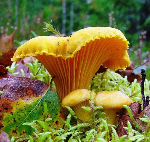 Miniatura 2 de Hongos rebozuelos esporas no GMO Heirloom 100 Semillas
