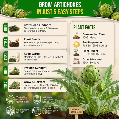 Miniatura 6 de Paquete de semillas de alcachofa Green Globe 2G - Más de 35 semillas autóctonas sin OMG para plantar verduras en paquetes de semillas individuales