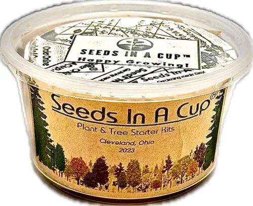Miniatura 5 de Baya de Goji (Wolfberry): Kit de cultivo de semillas de árbol Nutrientes reales - Suelo rico Sin vainas falsas Educativo Gran idea de regalo