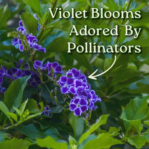 Miniatura 2 de Tropical Plants of Florida - Duranta Sapphire Showers - Planta de Arbusto Floral - Altura Total 22" a 26" (Solo Planta)
