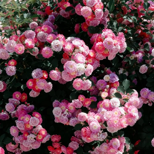 Miniatura 4 de Semillas de rosas trepadoras para plantar, más de 299 semillas mixtas de rosa exótica, plantas de flores de arbustos perennes, semillas ornamentales