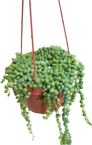 String of Pearl - Maceta viva de 6 pulgadas totalmente enraizada y saludable, se envía con tierra y maceta colgante