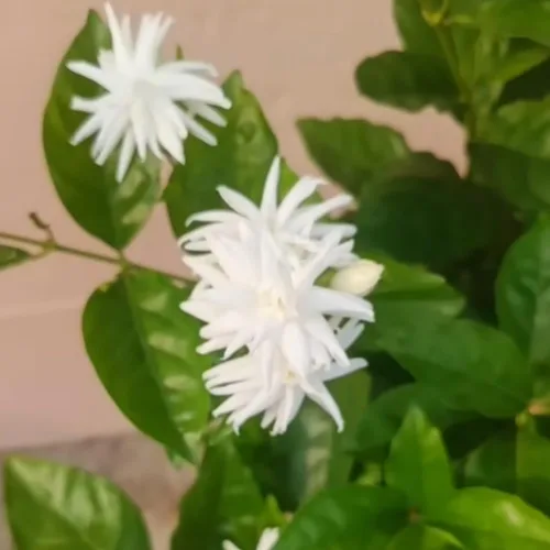 Miniatura 2 de 2 plantas de jazmín vivas, planta de flores de jazmín trepadoras, zona 4 a 11, 5 a 7 pulgadas de altura (blanco doble)