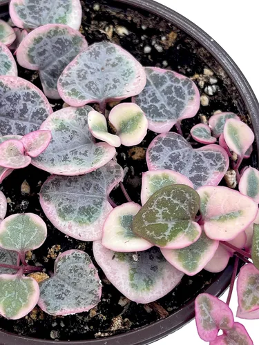 Miniatura 8 de Planta suculenta viva de 4 pulgadas con cuerda de corazones variegada, plantas suculentas vivas, plantas suculentas enraizadas, planta colgante