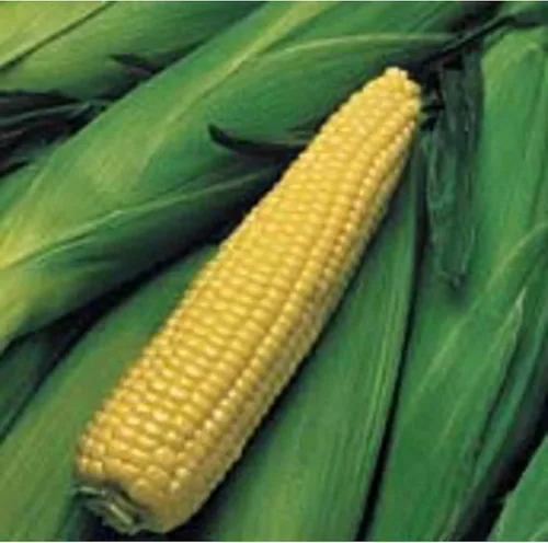 Kandy King Semillas de maíz (más de 20 semillas) | Sin OGM | Semillas de flores de hierbas y frutas vegetales para plantar | Paquete de invernadero