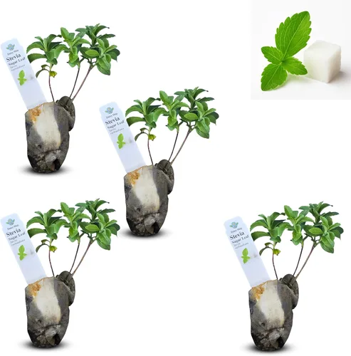 Miniatura 19 de Hibisco Rosa. rosa-sinensis. Planta Viva - Hibisco Tropical Floreciente, Flores Bonitas, Usado en Té y Jugo (2 Plantas de Hibisco Rosa)