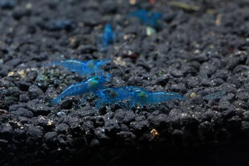 Miniatura 3 de Camarones vivos de acuario de agua dulce - Neocaridina (terciopelo azul, paquete de 5)