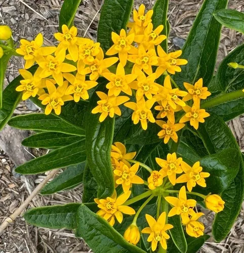 Hello Yellow Butterfly Weed Milkweed Asclepias tuberosa Semillas premium para plantar paquete Monarch