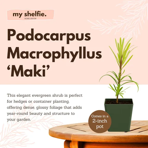 Miniatura 3 de My Shelfie - Podocarpus Macrophyllus Maki Tree (Tejo japonés), planta inicial de bonsái de hoja perenne de 2 pulgadas para jardín, seto o decoración