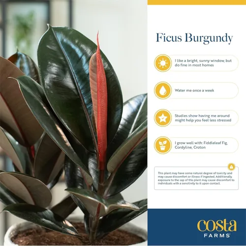 Miniatura 5 de Costa Farms Planta de goma burdeos, árbol ficus elastica vivo para interiores en maceta de vivero, mezcla de tierra para maceta, regalo para Maceta
