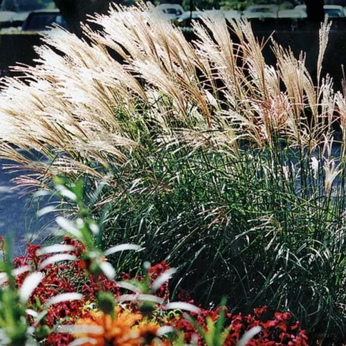 Plántulas de césped ornamental, planta viva, completamente enraizada podada de nuevo a 5 a 9 Inc en pastos altos Plantas vivas perennes (miscanthus