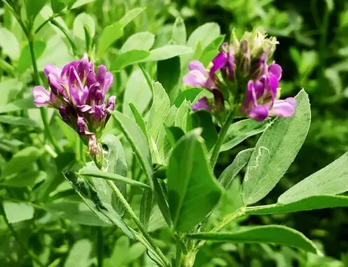 Miniatura 3 de 100 semillas de alfalfa morada, cultivo de cobertura regenerativa, semillas certificadas sin OMG de alta germinación, semillas convencionales