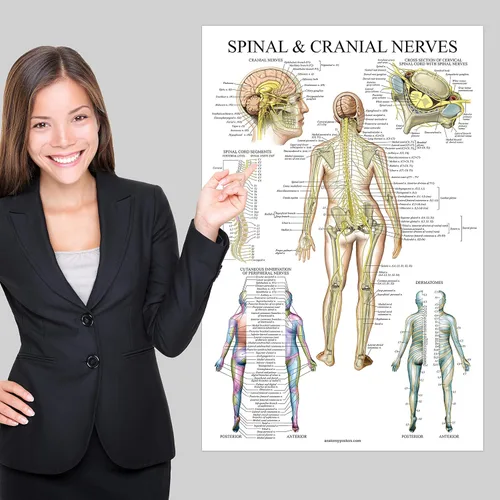 Miniatura 4 de Palace Learning Gráfico anatómico de nervios espinales - Póster de anatomía del sistema nervioso craneal y columna vertebral (con dermatomas)