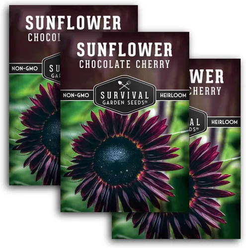 Semillas de girasol de cereza chocolate para plantar | Raras flores negras burdeos de 1,8 a 2,1 metros, gigantes sin OMG autóctonas - Semillas de