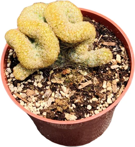 Miniatura 14 de Plantas de cactus suculentas vivas de USKC (maceta de 4 pulgadas) (Echeveria agavoides Lip Stick)