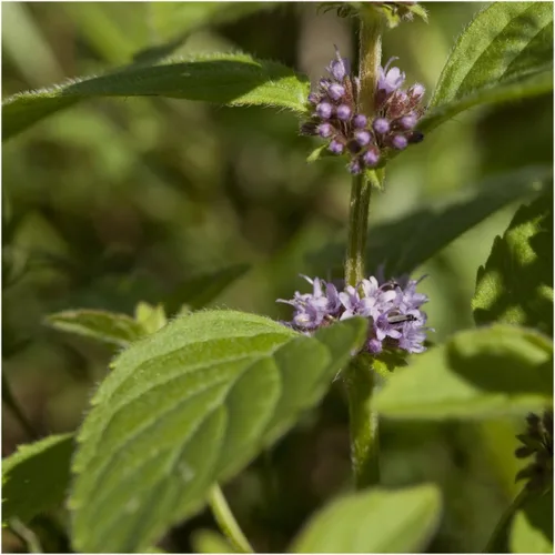 Miniatura 7 de Seed Needs, Pennyroyal - Semillas de menta – 1000 semillas tradicionales para plantar mentha pulegium – Hierba medicinal sin OMG y sin tratar
