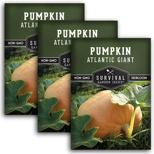 Miniatura 11 de Atlantic - Semillas de calabaza gigante para plantar Variedad tradicional sin OMG para cultivar enormes calabazas de competencia para jardín