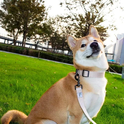 Miniatura 6 de Collar de perro beige para perros pequeños, transpirable, antiolor y suave, cómodo para cachorros de piel sensible, 90% rayón de bambú, collar