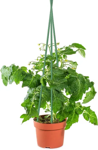 Miniatura 2 de Sunnyglade 25 estacas de 48 pulgadas para plantas de jardín, tomate, estacas y soportes para plantas en maceta