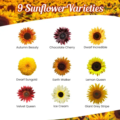 Miniatura 2 de Mezcla de semillas de flores silvestres de girasol, 1 oz, paquetes de mezcla de semillas de flores silvestres de polinización abierta, sin OMG, sin