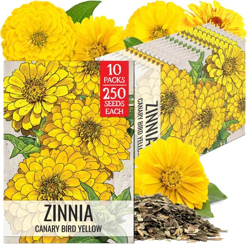 Miniatura 20 de Seed Needs California Giants - Semillas de zinnia – 250 semillas tradicionales para plantar Zinnia elegans – Cultiva flores anuales polinizadas