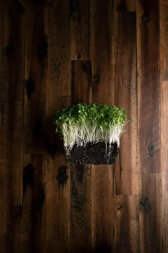 Miniatura 5 de Arugula Microgreen Seeds - Bolsa resellable de 1 libra a granel Verdes picantes y sabrosos Semillas tradicionales sin OMG Ensalada de cohete